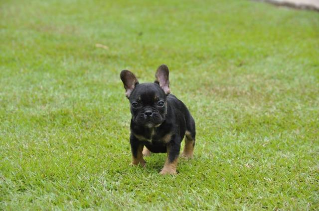 Exóticos e cores padrão da raça Bulldog francês - Macho black And Tan Top - Foto 3
