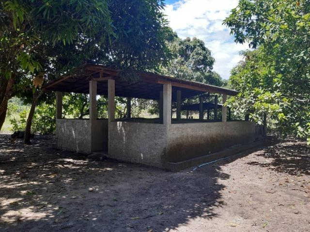 Fazenda com 160 hectares em Mucajai/RR, ler descrição do anuncio - Foto 7
