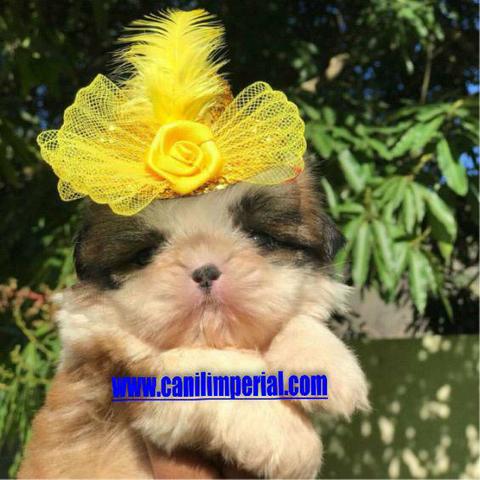 Aqui os melhores Shih Tzu Documentados - Foto 5