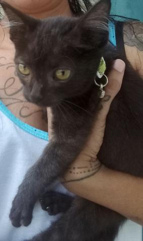 Gatinho pretinho