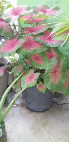 "plantas do céu". vendo - Foto 4