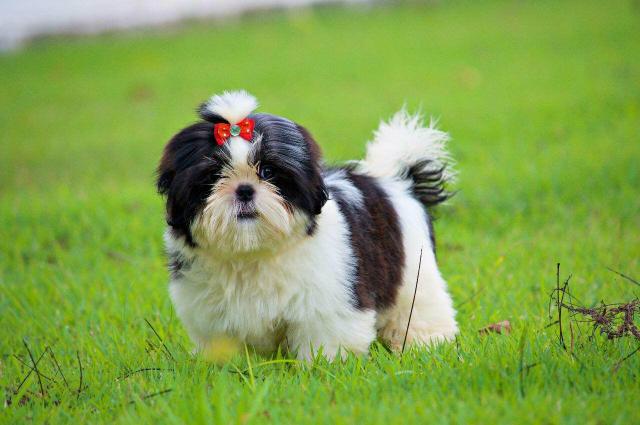 Shih Tzu Filhotes Excelentes Padrão da Raça Documentados - Foto 6