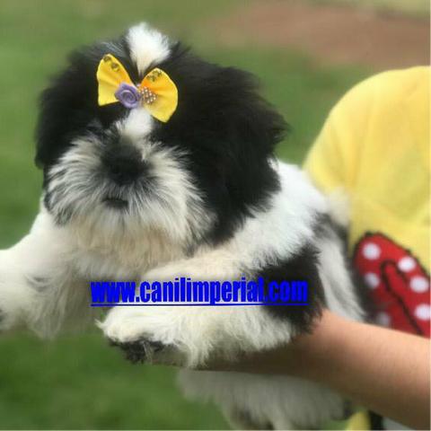Vacinados e Vermifugados Shih Tzu Documentados Pronta Entrega