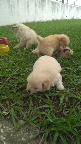 Chow Chow aceito cartão - Foto 3