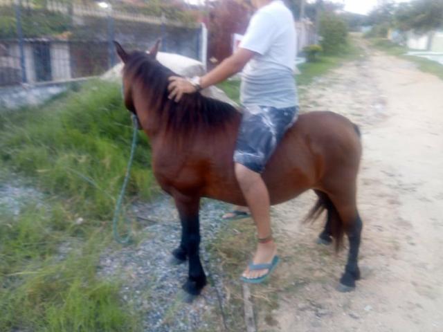 Vendo cavalo pampo e piquira - Foto 3