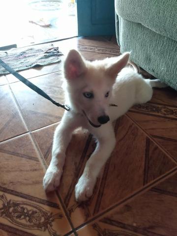 Vendo Husk Siberiano - Foto 3