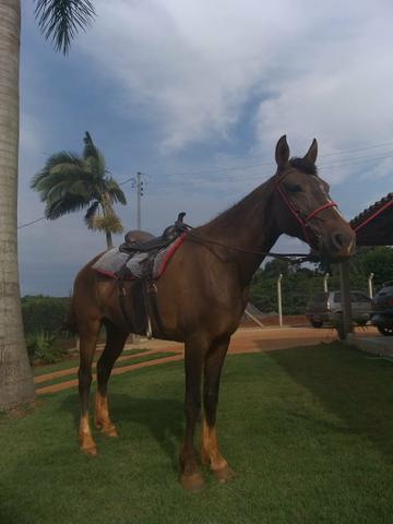 Vendo égua - Foto 4