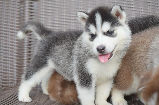 Vendo filhote de Husky Siberiano com pedigree - Foto 3