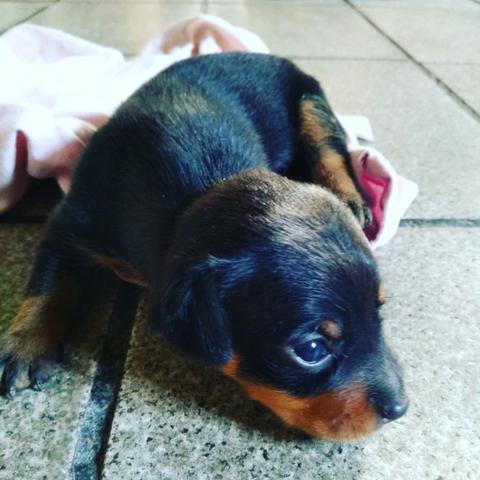Filhote miniatura pinscher - Foto 2