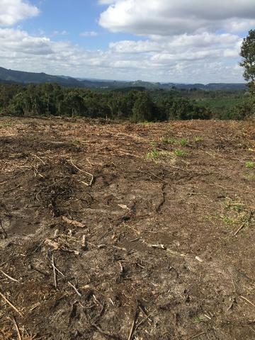 Terreno de planta, e reflorestamento