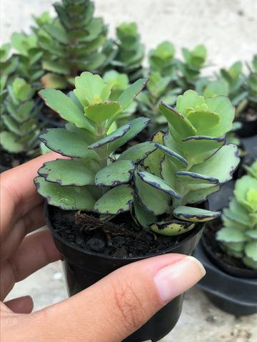 Suculentas, plantas jardim - Foto 4