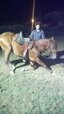Cavalo lusitano Adestrado