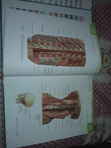 Atlas de Anatomia Humana Sobotta 22 edição