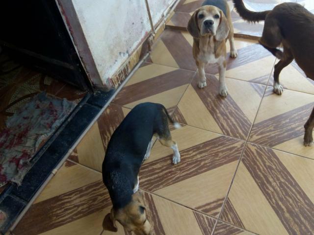 Vende -se casal de Beagle com pedigree - Foto 4