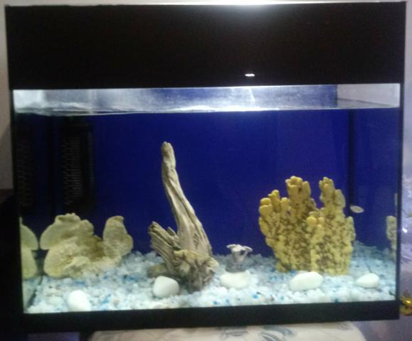 Vende-se Lindo Aquário - Foto 2