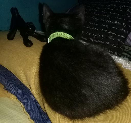 Gatinho pretinho - Foto 3