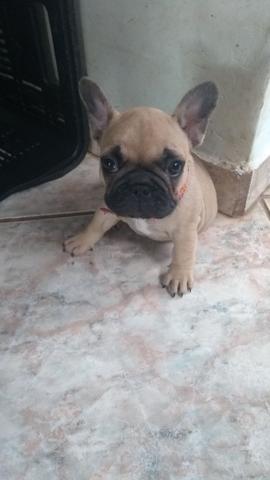 Bulldog Francês Fêmea - Foto 2