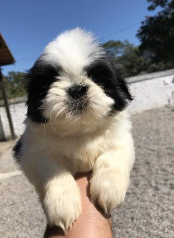 Os mais belos bebês de shihtzu com qualidade e microchip - Atendimento personalizado - Foto 4