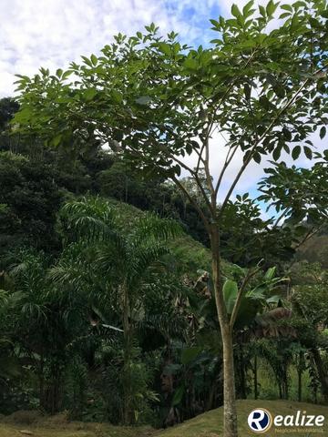 Lindo Sítio em Parajú em Domingos Martins de 8,1 hectares - Foto 7
