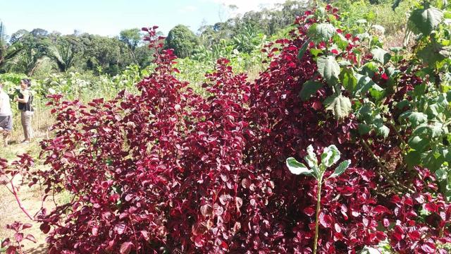 Linda área em Viana 5.000m2 - Foto 5