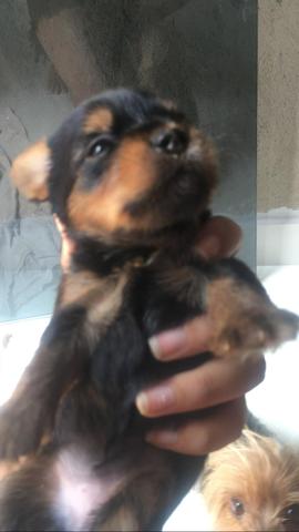 Cachorro Yorkshire Porte 1 - Foto 2
