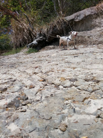 Pitbull - Foto 3