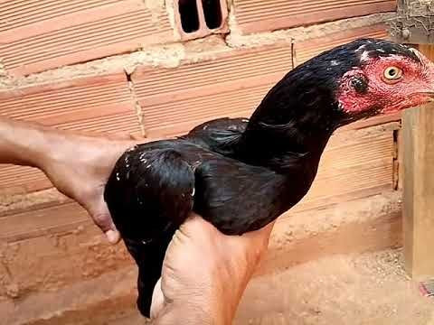 Galo e galinha e 5 pintinhos. - Foto 2