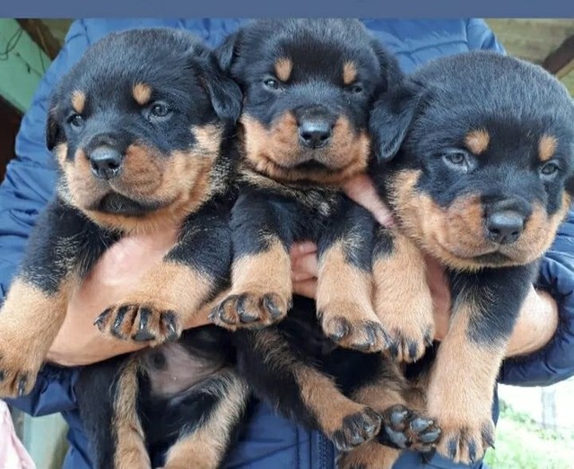 Parrudos top são os alemão  - Foto 2