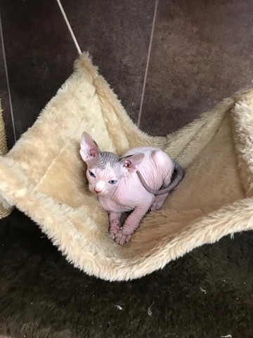 sphynx