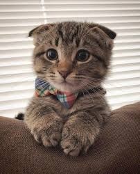 scottish fold