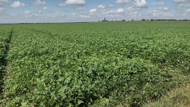FAZENDA COM 800HEC PRA IRRIGAÇÃO, SOLO VERMELHO!! - Foto 3