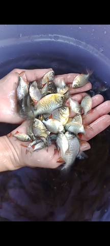 Piscicultura Peixes Piratininga 