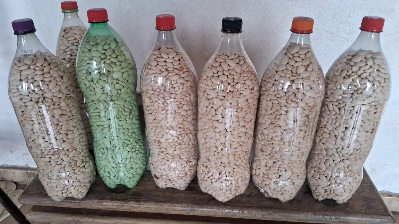 Fava branca em Garrafas Pet - Produção Rural - Foto 3