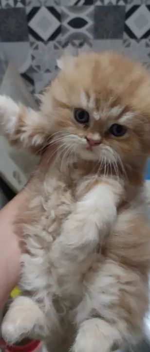 Persas diversas cores  - Foto 6