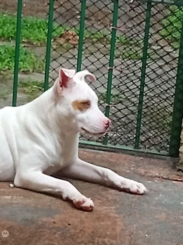 Pitbull red hot sale nose olx