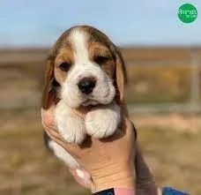Beagle e sua personalidade 