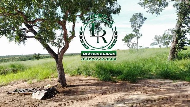 Fazenda Tocantins 127 Alqueires Oportunidade  - Foto 4