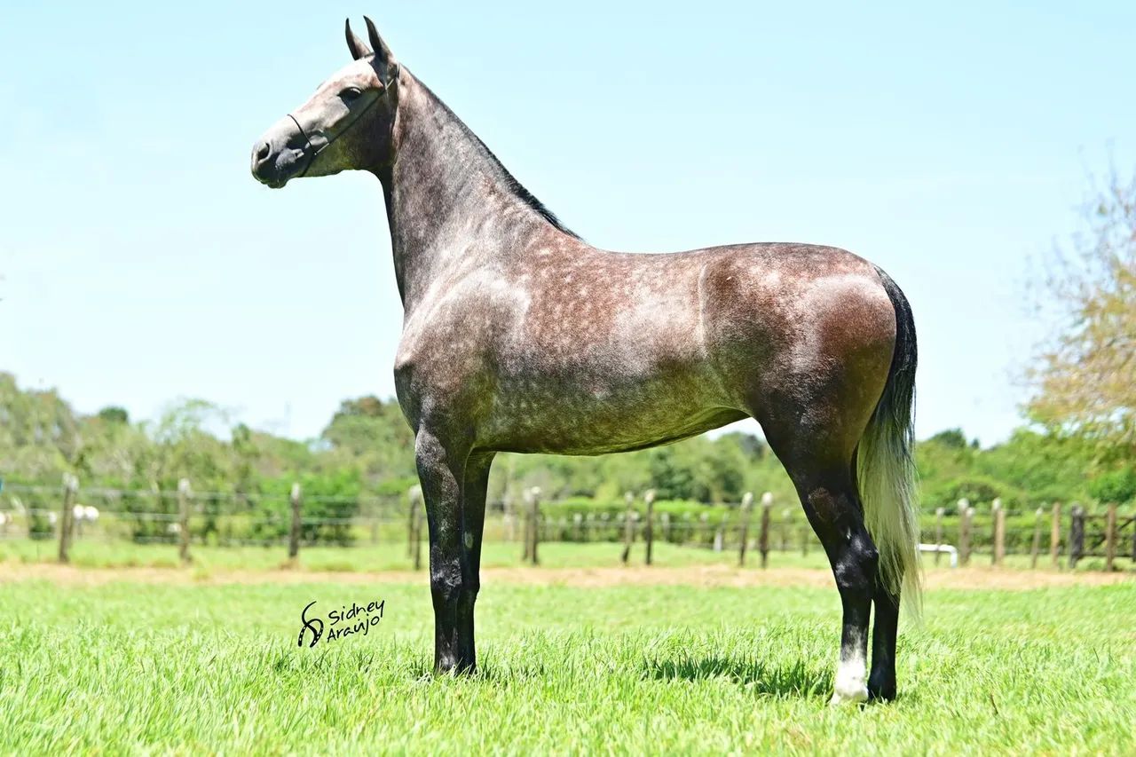 MANGALARGA MARCHADOR 