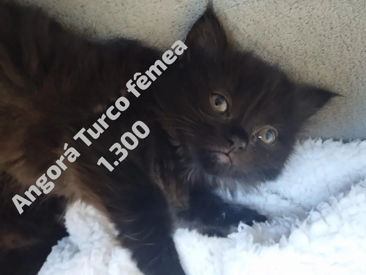 British, Angorá, Gato da Floresta e Chartreux  - Foto 6