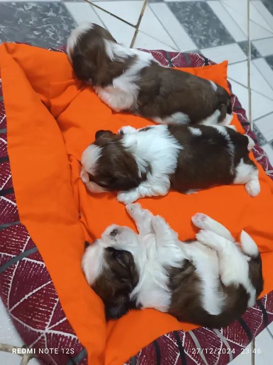 Lindos filhotes Shih Tzu - Foto 4