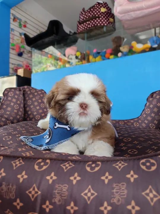 Shih tzu macho branco e caramelo linhagem chocolate $1.100,00 - Foto 2