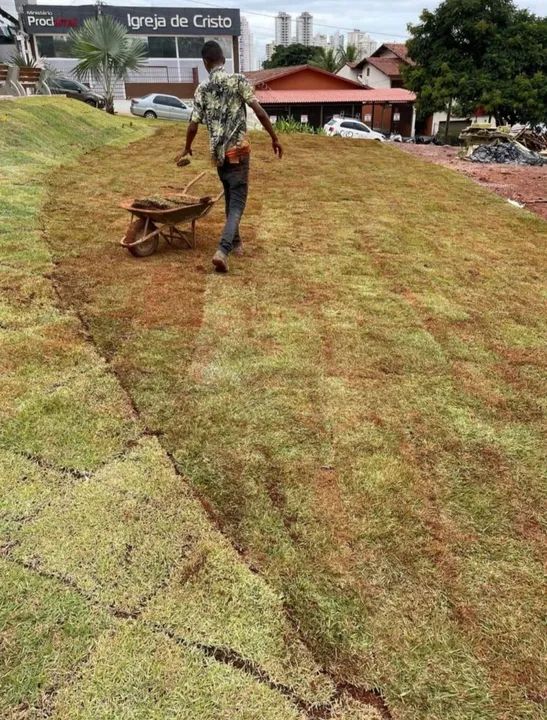 Grama nova para o seu jardim