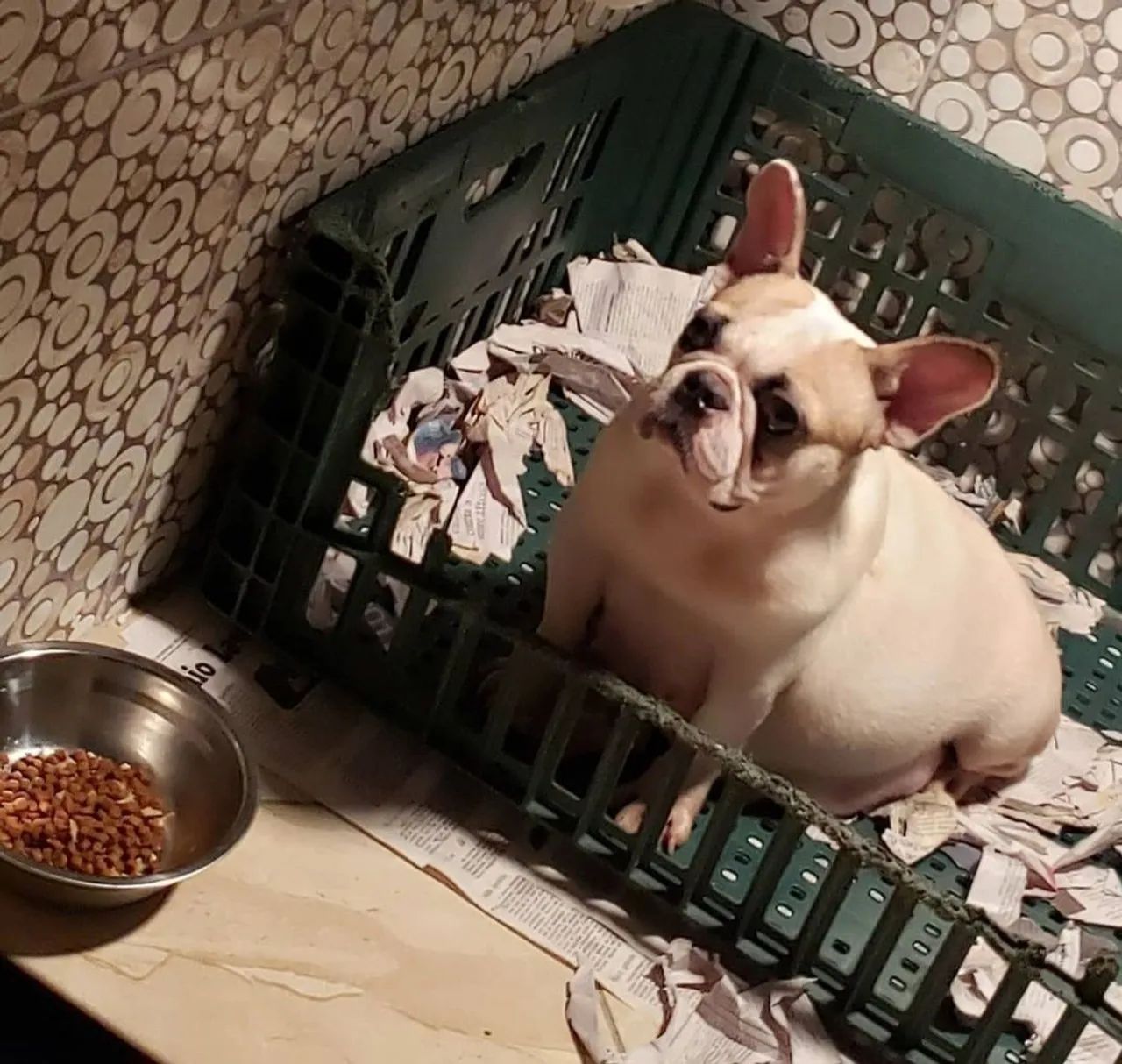 Bulldog frances femea doação 