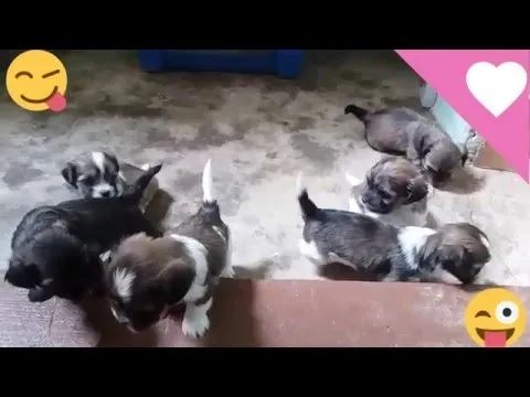 Peludinhos  9 97OI 807I - Foto 2