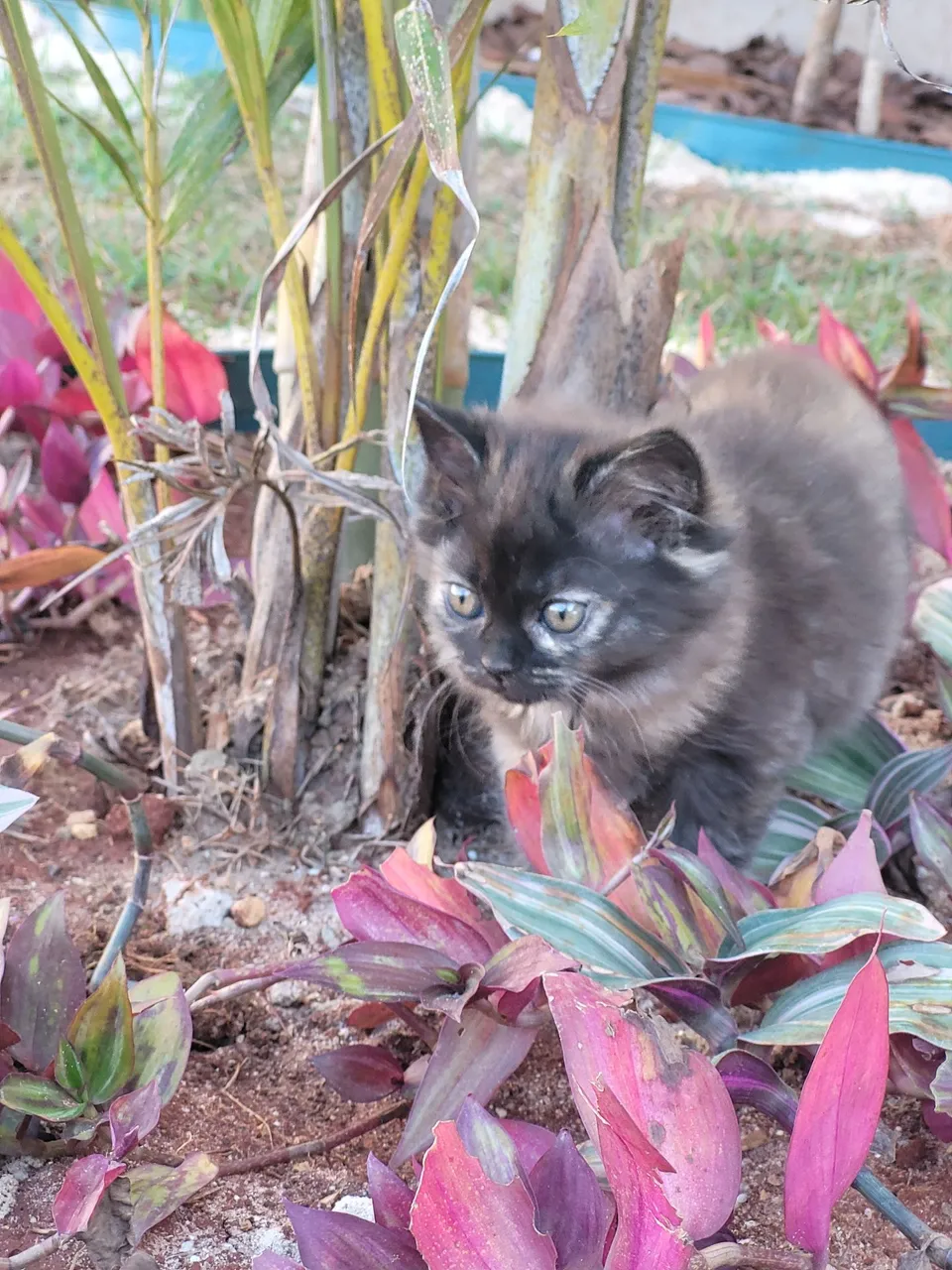 Gato persa