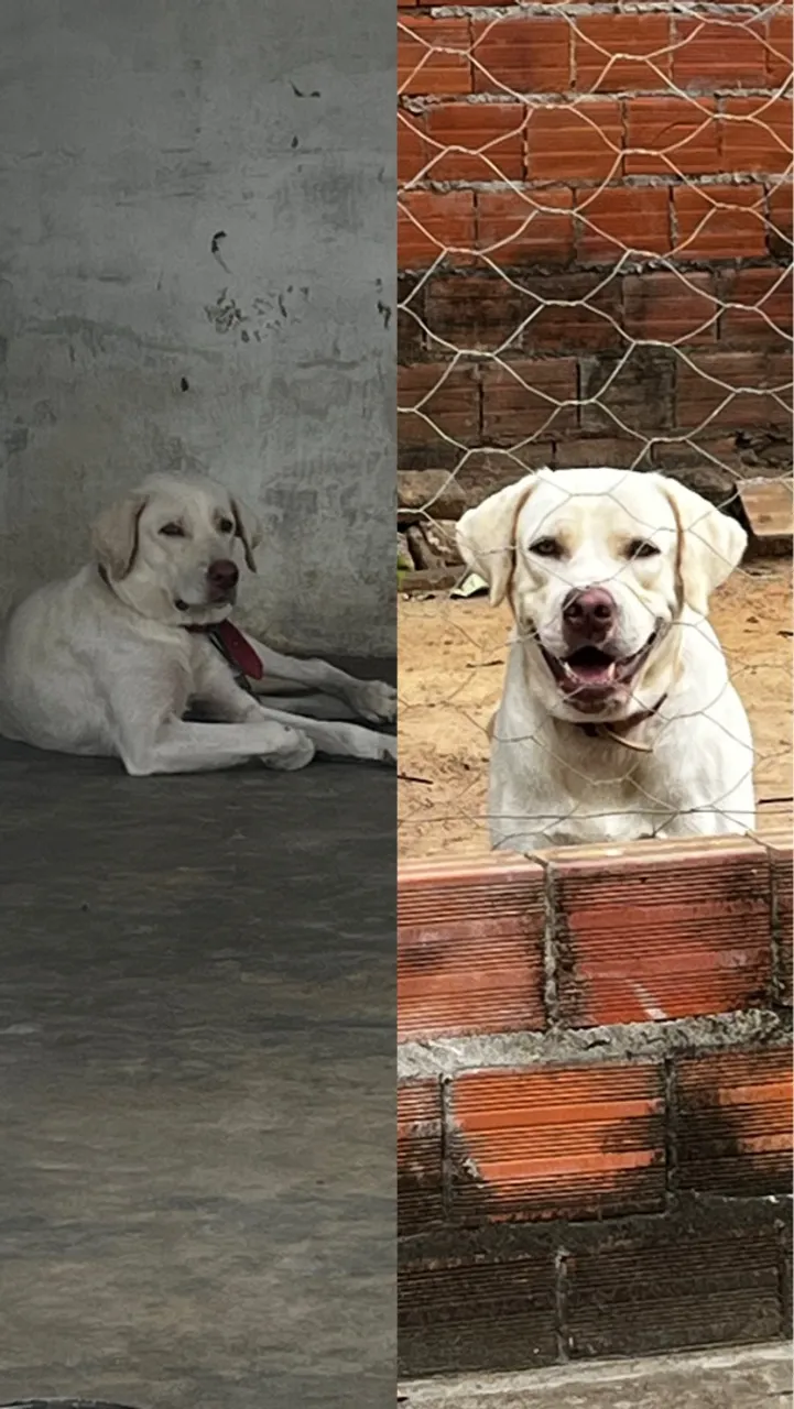 Filhote de Labrador Puro