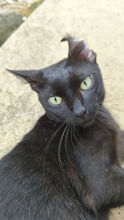 FILHOTES gatinhos para adoção  - Foto 4