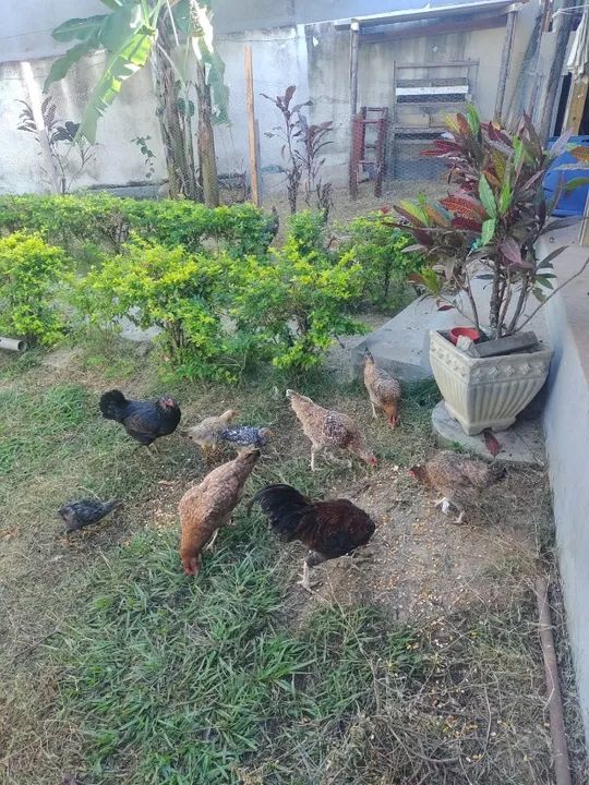 Galinhas, galos e frangos  - Foto 2