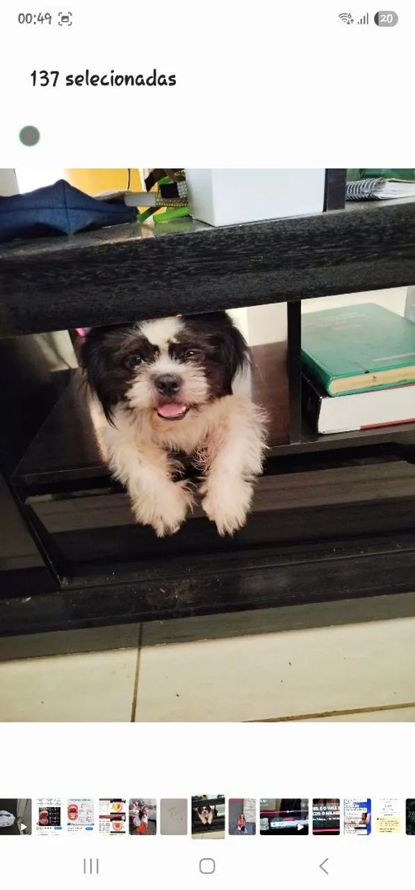 Adoção consciente  - Foto 3