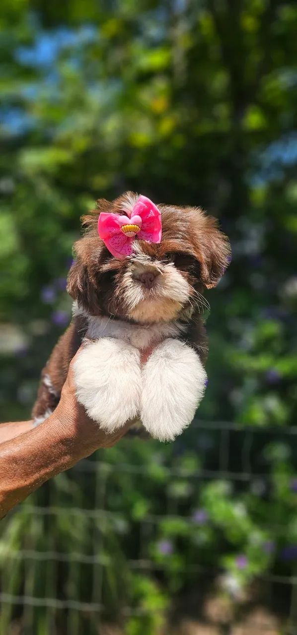 Shih-tzu perfeitinha- Maricá-RJ  - Foto 2